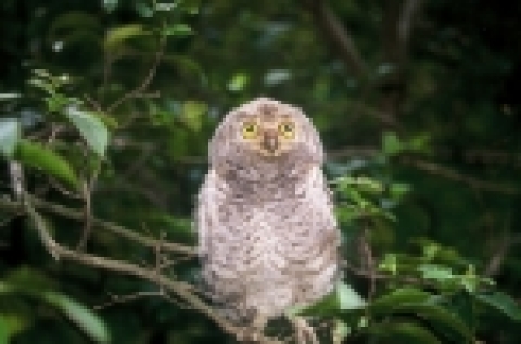 소쩍새 Eurasian Scops Owl 새벽이나 저녁 무렵에 한라산 숲이나 도심지 숲속에서 ‘소쩍, 소쩍’ 또는 ‘소쩍다, 소쩍다’하고 울어댄다. 보통 고목의 나무 구멍에 둥지를 틀며 갓 태어난 새끼는 온 몸이 하얀 솜털로 덮여 있다. 천연기념물 324-6호.