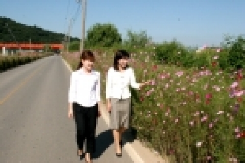 고양시 덕양구 강매동을 비롯한 도심곳곳에 활짝 피어난 코스모스