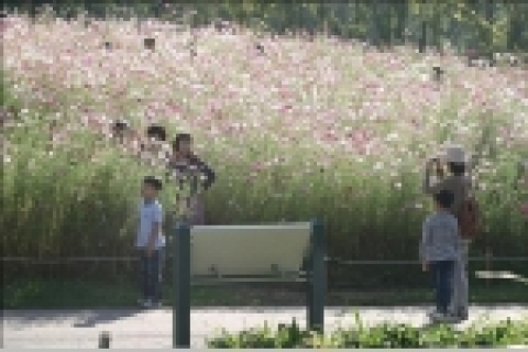 대구수목원 코스모스가 꽃망울을 터뜨려 추석연휴 기간중 수목원을 찾는 관람객들에게 가을의 정취를 선사할 것으로 기대된다.