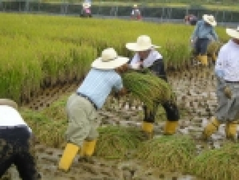 풀무원 주요 임원들이 강원도 철원의 유기농가에서 유기농쌀 수확을 돕고 있다.