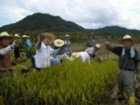 풀무원 주요 임원들이 참게 농법을 실시하고 있는 강원도 철원의 유기농 쌀 재배지에서 참게를 잡고 있다.