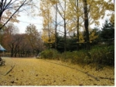 어린이대공원 가을풍경