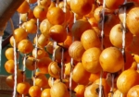 전북 완주 동상곶감마을에 곶감용 감이 주렁주렁 걸려있다.