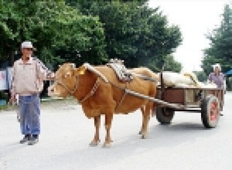 경북 예천 금당실마을의 소달구지