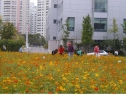 한마음 병원 앞 공한지에 코스모스가 활짝