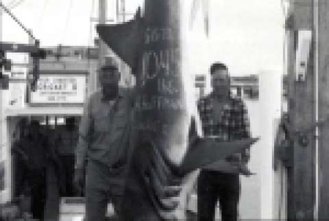Captain Frank Mundus(좌) and Harry Hoffman(우), 1973년에 잡은 1,045lb 백상어
