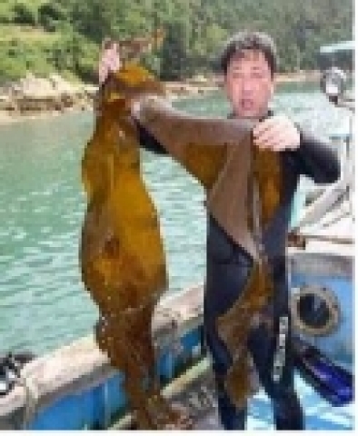 곰피 사진
