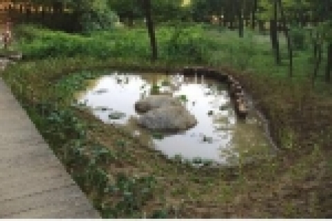 용산구 효창공원내 생태연못