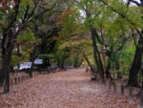 지리산 자락 경남 함양읍에 있는 천연기념물 제 154호 &#039;상림(上林)&#039;