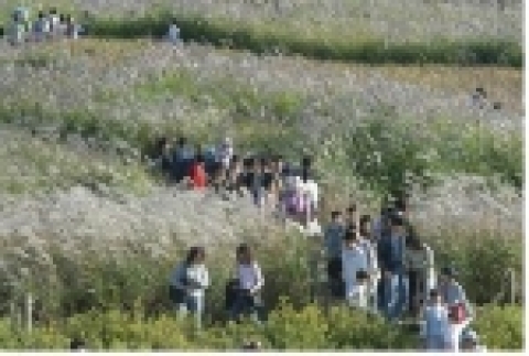 억새축제