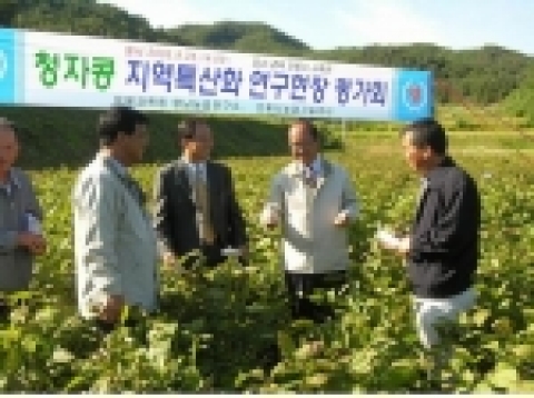 청자콩 지역특산화 현장평가회