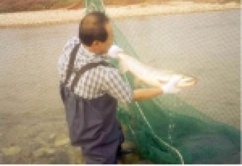 울진 왕피천 연어 포획 광경