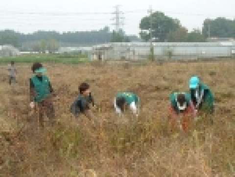 주교동 새마을부녀회와 지도자협의회 회원 40명은 그동안 사랑과 정성으로 가꾼 콩을 18일 거둬들였다.