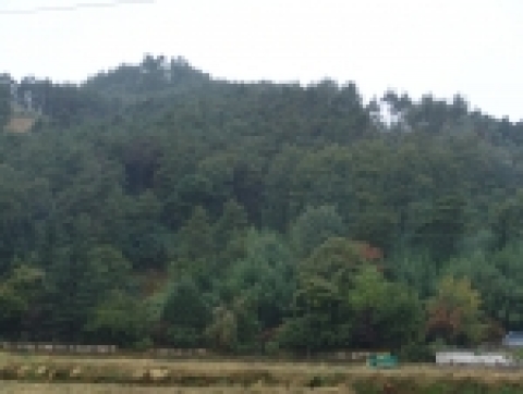 강릉 재선충병 발생지역