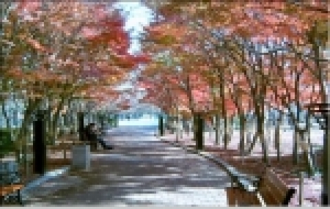 낙엽있는 거리(국채보상공원)