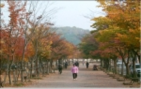 낙엽있는 거리(두류공원)