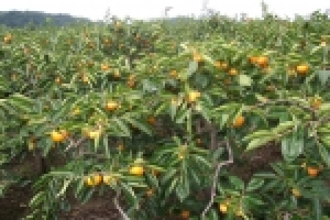 고읍단감마을 어귀의 단감나무에 단감들이 주렁주렁 열려있다.