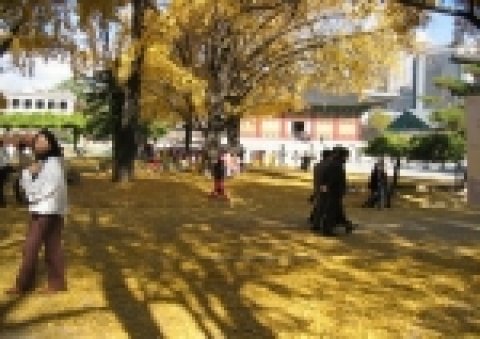덕수궁 가을길