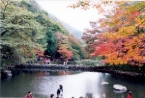 단풍 관광지로 유명한 전남 장성군에서는 천년고찰 백양사가 위치한 국립공원 백암산 일대의 오색단풍을 배경으로 가을단풍이 절정을 이루는 10월 28일부터 30일까지 3일간에 걸쳐 ‘제10회 장성백양단풍축제’가 화려하게 펼쳐진다.