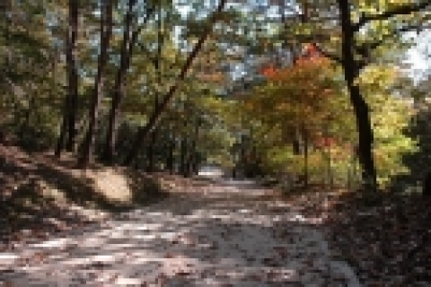 참나무길(효릉)