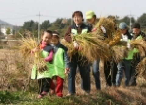 KT (대표 남중수, www.kt.co.kr) ‘사랑의 봉사단’은 지난 29일 강화 초지리에서 멸종위기 식물로 지정된 “매화마름” 보전운동의 일환으로 벼베기와 탈곡을 돕는 봉사활동을 펼쳤다.  　