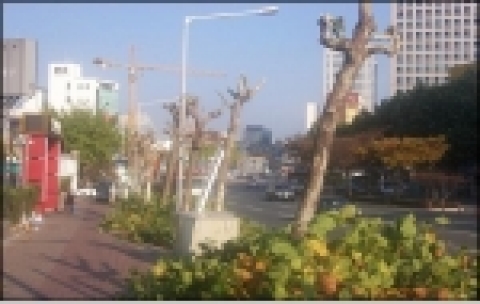 가로수 무단훼손 사진