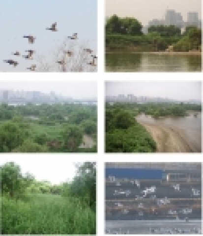 밤섬 청둥오리/괭이갈매기 /성조와 유조/윗밤섬 내 호수/만입부/밤섬 내 식생/재갈매기