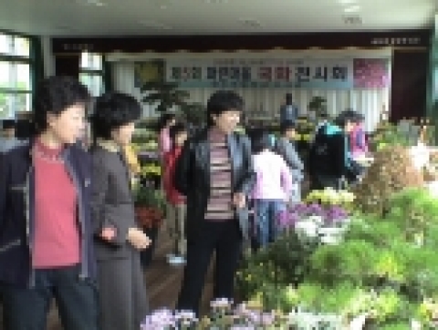 국화전시회 모습