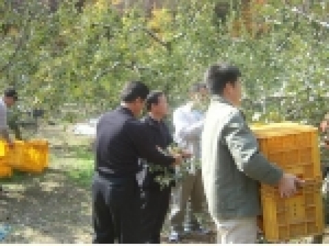 경북도 지역산업진흥과 직원들은 지난 4일 농촌 자매결연마을인 의성군 옥산면 금봉리 금봉마을을 찾아 사과, 약초 수확에 바쁜 일손돕기에 나섰다