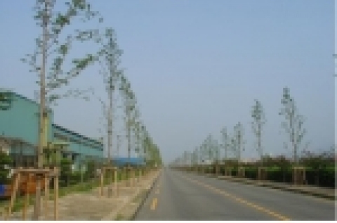 창원시는 지난 2003년부터 올해까지 사업비 4억600만원을 들여 공단지역 내 불량가로수 정비작업을 도로환경정비사업과 병행 추진, 최근 메타세퀘이아 1,220그루와 스트로브잣나무 116그루 등으로 교체해 가로수를 새 단장했다.