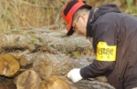 소나무류 이동 특별단속 사진