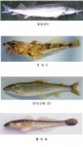 잠실수중보 하단~팔당대교에서 채집된 어종
