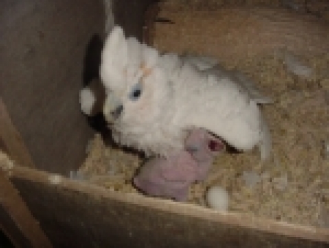 자연부화한 듀컵앵무(Ducorp's Cockatoo)와 어미