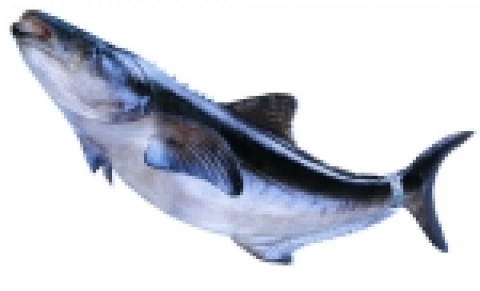 마늘과 장어를 사료로 하여 제대로 키운 먹거리 생선 ‘코비아(COBIA)’가 한국에 상륙했다.