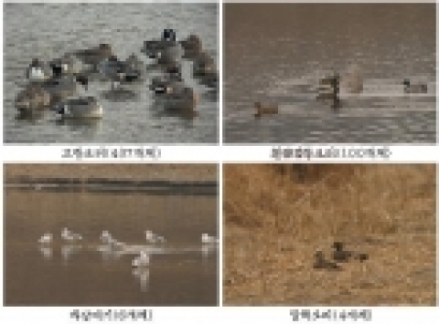 청계광장～고산자교(조사 1-2지점) 구간에 서식 조류