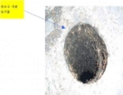 동절기 모기 서식실태 조사시(12월. 1일) 하수구와 맨홀에 엄청난 수의 모기가 서식하고 있었다.