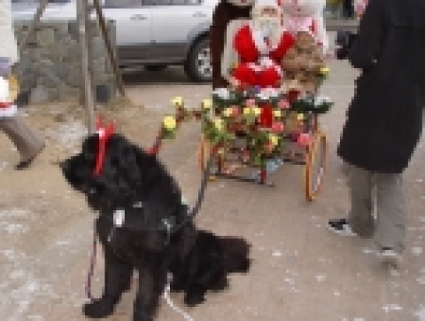 개띠 해를 맞는 X-Mas, 루돌프 바둑이와 함께