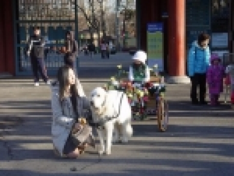 어린이대공원에서 새해 첫날 名犬과 사진촬영기회를 갖는 등 이색 볼거리도 제공한다