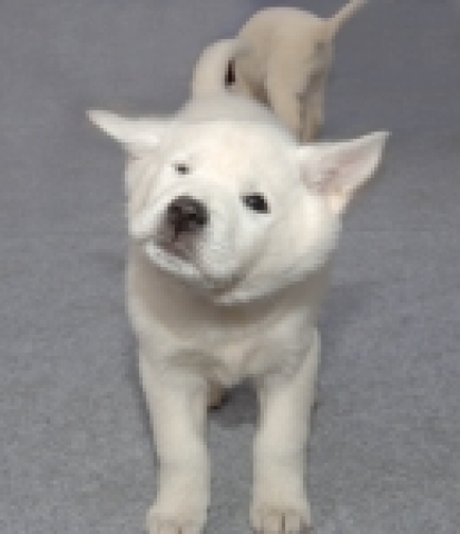 2006년을 상징하는 진돗개