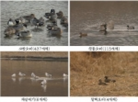 서울시는‘철새를 찾아가는 청계천과 서울숲’ 프로그램을 1월 10일부터 3월말까지 운영한다