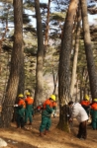 산림청은 2일 경북 상주에서 조연환 산림청장을 비롯한 300여명이 참석한 가운데 소나무재선충병과 힘겨운 싸움을 벌이고 있는 소나무에게 예방약제를 주사하며 소나무의 빠른 쾌유를 기원