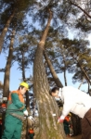 산림청은 2일 경북 상주에서 조연환 산림청장을 비롯한 300여명이 참석한 가운데 소나무재선충병과 힘겨운 싸움을 벌이고 있는 소나무에게 예방약제를 주사하며 소나무의 빠른 쾌유를 기원