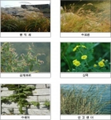 청계천 시점부에서 한강합류부 구간에 서식하고 있는 식물류 : 물억새 등 초본류 140종(수생 5, 습생 20, 육상 115)