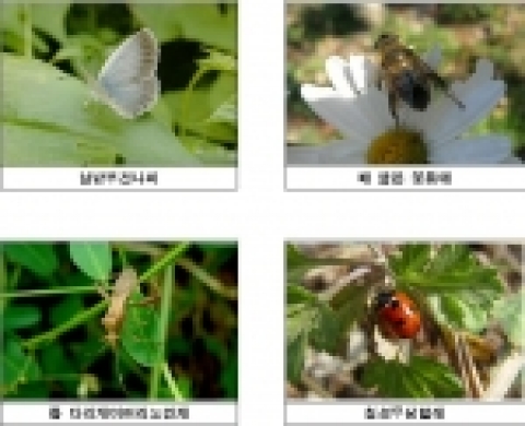 청계천 시점부에서 한강합류부 구간에 서식하고 있는 곤충류 : 남방부전나비 등 9목 25과 41종