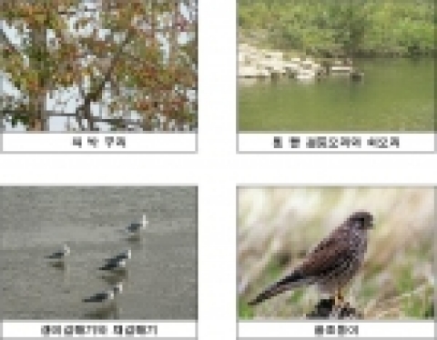 청계천 시점부에서 한강합류부 구간에 서식하고 있는 조 류 : 직박구리 등 18종 481개체