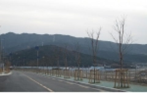 이팝나무