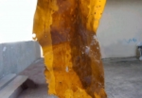 해조류 사진(곰피)