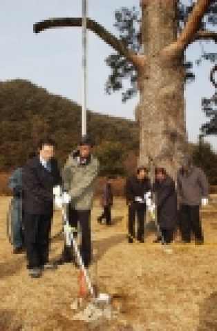 정이품송 소나무 재선충병 예방약제 주입