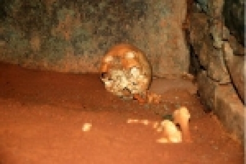 영동리고분군 제1호분 3호석실 출토 인골