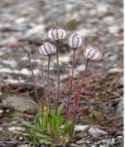 북극에서 수집된 주요 고등식물의 개화특성(Silene whalvergella-북극)